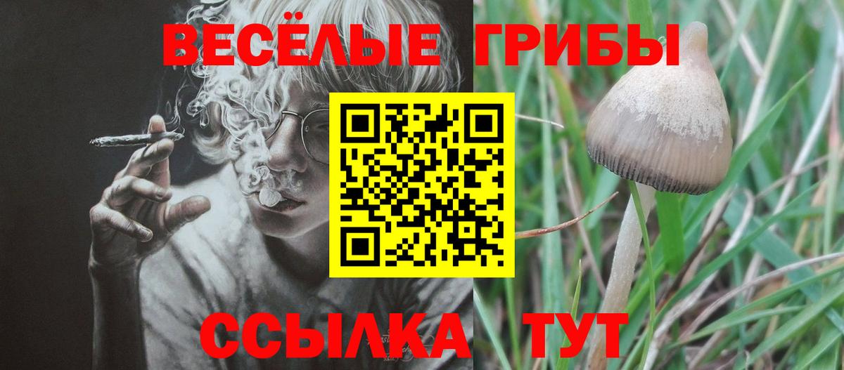 Галлюциногенные грибы Psilocybine cubensis Майский